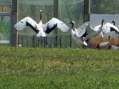 -盐城丹顶鹤湿地生态旅游区