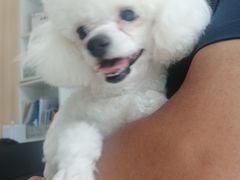 -宠福鑫康馨动物医院·骨科·眼科