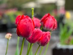 -杭州花家山庄