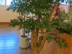 -天语雅阁(永乐路店)