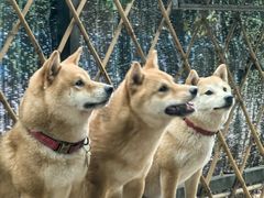 -柴犬高等学院·狗咖·柴犬售卖·宠物训练