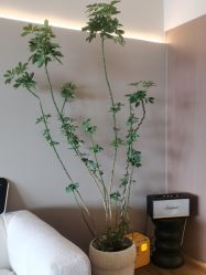 -栖SPA·ONDA ·海菲秀·皑皑科技美肤中心
