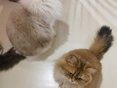 -三花喵·撸猫购宠·宠物生活馆(虹桥南丰城店)