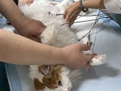 -美联众合动物医院·24h转诊中心