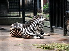 -石家庄市动物园