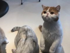 -飞行喵MR PILOT|猫舍·猫咖(静安大融城店)