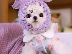 -萌宠之家·腊肠犬·马尔泰·小体犬舍