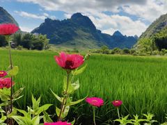 -靖西鹅泉风景区