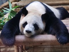 -深圳野生动物园