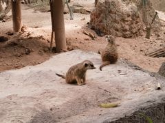 -广州长隆野生动物世界