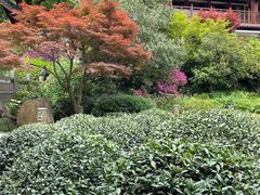 -十八棵（老龙井）御茶园(老龙井店)