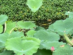 -荔湾湖公园
