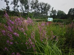 -东郊湿地公园
