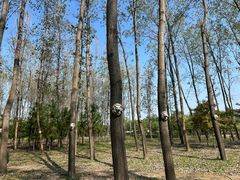 -合肥滨湖国家森林公园