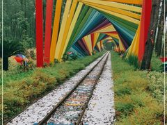 -合肥滨湖国家森林公园