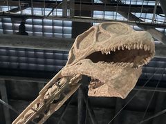 -自贡恐龙博物馆