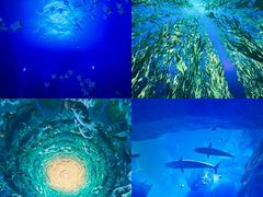 -海合安武汉极地海洋公园