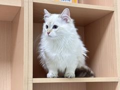 -谐和益家动物医院·免疫绝育·血液透析·宠保定点医院(高新伊藤分院)