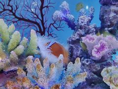 -上海海昌海洋公园