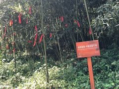 -都江堰中华大熊猫苑