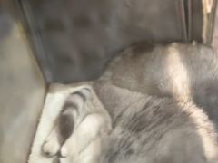-四月宠物医院·猫专科·心脏专科·内科(转塘店)