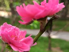 -桃花涧