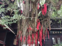 -青城山