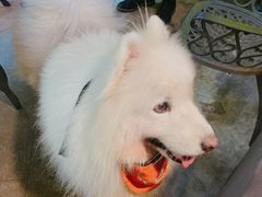 -more than meow吴止猫主题餐厅(承德 中船汇店)