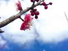 -香雪海