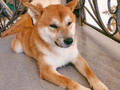 -喜柴咖啡·柴犬狗咖