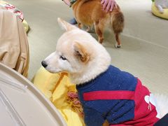 -逗柴咖啡屋·狗咖猫咖宠物桌游