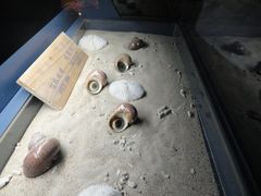 -亚龙湾中心广场·贝壳馆