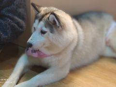 -Husky Go! 哈士奇体验馆·宠物咖啡厅狗咖