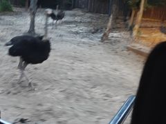 -清迈夜间动物园