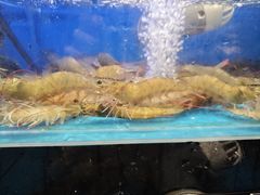 -苏格里岛自助海鲜烤肉火锅(集美万达店)