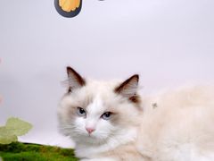 -翊宠yipet猫狗购宠庄园犬舍•猫舍