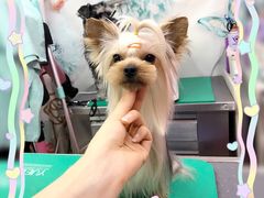 -爱宠屋pet shop·宠物洗澡·宠物美容