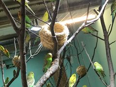 -上海大自然野生昆虫馆(东方明珠·爬宠昆虫探索中心)