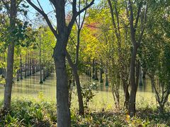 -泗洪洪泽湖湿地景区