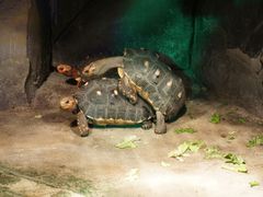 -西安秦岭野生动物园