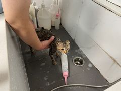 -艾贝尔宠物医院 ·中兽医·宠保定点(北门桥店)
