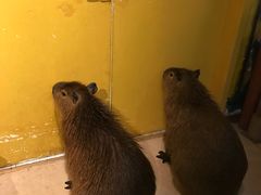 -萌宠奇缘