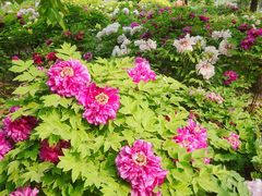 -莲花池公园