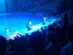 -芜湖新华联大白鲸海洋公园