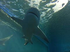 -北戴河圣蓝海洋公园