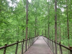 -黄海国家森林公园