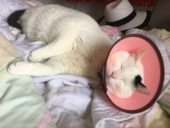 -康成宠物医院24H·CT·核磁共振