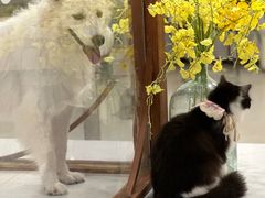 -共舞时光猫咖·狗咖(新街口店)