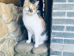 -龙华寺