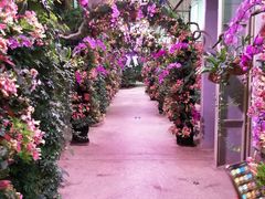 -正佳雨林生态植物园